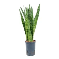 Sansevieria Zeylanica - HydroCare -Hortology Shop Sansevieria zeylanica Hydroculture 15 19x60cm