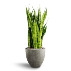 Grigio Egg Pot Planter - Natural Concrete -Hortology Shop Sansevieria zeylanica Hydroculture Grigio Egg Pot Planter Natural Concrete 2ccd35f3 123f 42f5 ab86 f43d01f961be