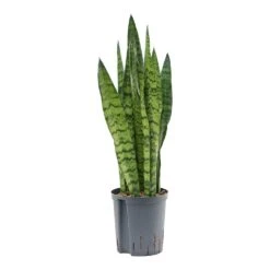 Sansevieria Zeylanica - HydroCare -Hortology Shop Sansevieria zeylanica Hydroculture Indoor Plant Small