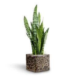 Lava Cube Relic Planter - Black -Hortology Shop Sansevieria zeylanica Hydroculture Lava Cube Relic Planter Black