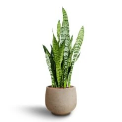 Sansevieria Zeylanica - HydroCare -Hortology Shop Sansevieria zeylanica Hydroculture Mini Pixie Plant Pot Grey Washed