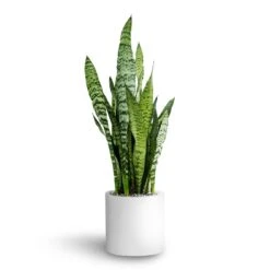 Sansevieria Zeylanica - HydroCare -Hortology Shop Sansevieria zeylanica Hydroculture Puk Planter Matt White