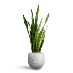 Sansevieria Zeylanica - HydroCare -Hortology Shop Sansevieria zeylanica Hydroculture Ryan Plant Pot White Black