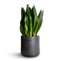 Angle Cylinder Plant Pot - Anthracite -Hortology Shop Sansevieria zeylanica Silver Flame Snake Plant 21x60cm Angle Cylinder Plant Pot Anthracite 24x24cm 06cf4dcc f26c 473b b95c edff0e78ae3c