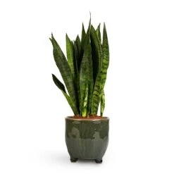 Sansevieria Zeylanica - Snake Plant -Hortology Shop Sansevieria zeylanica Snake Plant 14x50cm Kaat Plant Pot Green 16x16cm