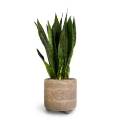 Sansevieria Zeylanica - Snake Plant -Hortology Shop Sansevieria zeylanica Snake Plant 14x50cm Nola Plant Pot Shiny Earth 17x16cm