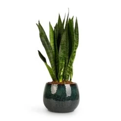 Sansevieria Zeylanica - Snake Plant -Hortology Shop Sansevieria zeylanica Snake Plant 14x50cm Odile Plant Pot Petrol 19x14cm 2c0af5d4 814e 4303 8f95 25848897fd75