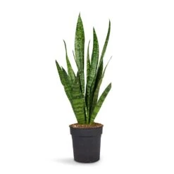 Sansevieria Zeylanica - Snake Plant -Hortology Shop Sansevieria zeylanica Snake Plant 15x50cm
