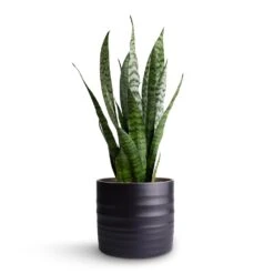 Hadleigh Plant Pot - Charcoal -Hortology Shop Sansevieria zeylanica Snake Plant 15x50cm Hadleigh Plant Pot Charcoal 17x15cm 3f01eb7a 9882 4a26 9f35 11cdbd618a8f
