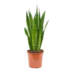 Sansevieria Zeylanica - Snake Plant -Hortology Shop Sansevieria zeylanica Snake Plant 17x50cm