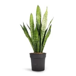Sansevieria Zeylanica - Snake Plant -Hortology Shop Sansevieria zeylanica Snake Plant 17x60cm
