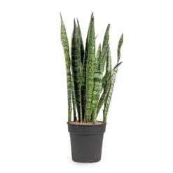 Sansevieria Zeylanica - Snake Plant -Hortology Shop Sansevieria zeylanica Snake Plant 21x100cm