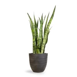 Sansevieria Zeylanica - Snake Plant -Hortology Shop Sansevieria zeylanica Snake Plant 21x70cm Angle Couple Plant Pot Anthracite 30x28cm 2 4e3de4c8 d714 41a3 9a89 ad56f048bc49