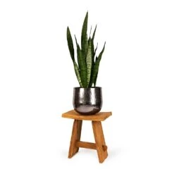 Sansevieria Zeylanica - Snake Plant -Hortology Shop Sansevieria zeylanica Snake Plant 21x70cm Jenna Metal Plant Pots Set of 3 Lead dba41d2b 6f44 4b3b 9d30 00b6d5774747