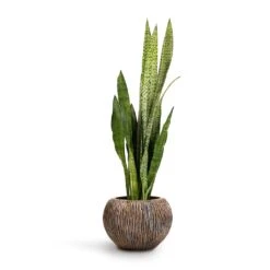 Sansevieria Zeylanica - Snake Plant -Hortology Shop Sansevieria zeylanica Snake Plant 21x70cm Luxe Lite Waterfall Globe Planter Bronze 33x24cm d74c92a0 6312 4cf9 b47a 2cf07eeec6fd