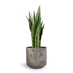 Sansevieria Zeylanica - Snake Plant -Hortology Shop Sansevieria zeylanica Snake Plant 21x70cm Saar Plant Pot Earth Cement 26x25cm