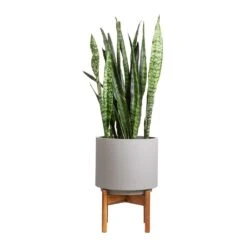 Sansevieria Zeylanica - Snake Plant -Hortology Shop Sansevieria zeylanica Snake Plant 21x70cm Vigo Plant Pot with Wooden Stand Concrete Grey 28x37cm e0bb1396 2198 461f 98d7 b69284c1444f