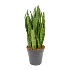 Sansevieria Zeylanica - Snake Plant -Hortology Shop Sansevieria zeylanica Snake Plant 21x80cm