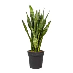 Sansevieria Zeylanica - Snake Plant -Hortology Shop Sansevieria zeylanica Snake Plant 21x80cm 2177ff2d 2527 480c b9fe fa5a83387048