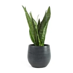 Esra Plant Pot - Graphite -Hortology Shop Sansevieria zeylanica Snake Plant Esra Graphite Plant Pot