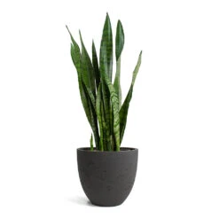 Mini Jesslyn Plant Pot - Black Washed -Hortology Shop Sansevieria zeylanica Snake Plant Mini Jesslyn Plant Pot Black Washed