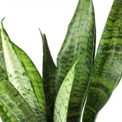Sansevieria Zeylanica - HydroCare -Hortology Shop Sansevieria zeylanica Snake Plant Stems 685a514e c861 42ae 874d e943caad3d8b