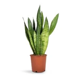 Sansevieria Zeylanica - Snake Plant -Hortology Shop Sansevieria zeylanica Snake Plant14x50cm