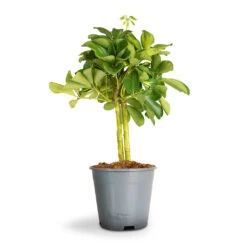Schefflera Gold Capella - Stemmed Dwarf Umbrella Tree -Hortology Shop Schefflera Arboricola Dwarf Umbrella Tree 2