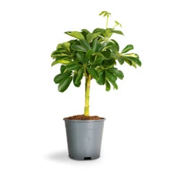 Schefflera Gold Capella - Stemmed Dwarf Umbrella Tree -Hortology Shop Schefflera Arboricola Dwarf Umbrella Tree