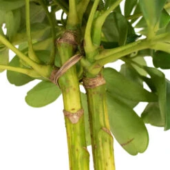 Schefflera Gold Capella - Stemmed Dwarf Umbrella Tree -Hortology Shop Schefflera Arboricola Dwarf Umbrella Tree 5