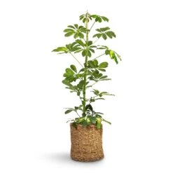 Schefflera Gold Capella - Dwarf Umbrella Tree 15 Schefflera Gold Capella - Dwarf Umbrella Tree -Hortology Shop Schefflera Gold Capella Dwarf Umbrella Tree 17x80cm Ido Plant Baskets Set5 Natural