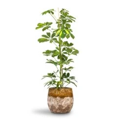 Lindy Plant Pot - Ochre -Hortology Shop Schefflera Gold Capella Dwarf Umbrella Tree 17x80cm Lindy Plant Pot Ochre 23x20cm 396d5592 8fe9 4195 a62c 813907b65a05