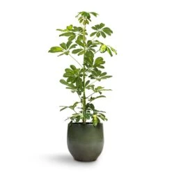 Zembla Plant Pot - Green -Hortology Shop Schefflera Gold Capella Dwarf Umbrella Tree 17x80cm Zembla Plant Pot Green 22x20cm 6a29a672 5c54 4ce4 ad38 001ef15e21c2