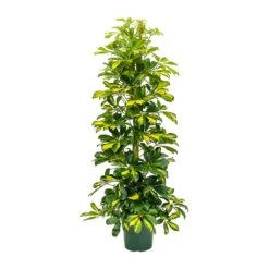 Schefflera Gold Capella - Dwarf Umbrella Tree 12 Schefflera Gold Capella - Dwarf Umbrella Tree -Hortology Shop Schefflera Gold Capella Dwarf Umbrella Tree 31x130cm
