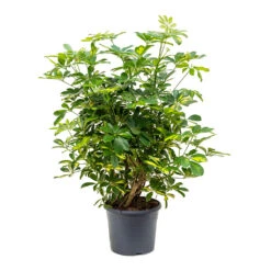 Schefflera Gold Capella - Dwarf Umbrella Tree 13 Schefflera Gold Capella - Dwarf Umbrella Tree -Hortology Shop Schefflera Gold Capella Dwarf Umbrella Tree Bushy