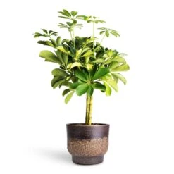 Aico Plant Pot - Shiny Brown -Hortology Shop Schefflera Gold Capella Stemmed Dwarf Umbrella Tree 14x50cm Aico Plant Pot Shiny Brown 17x13cm 4b38c30d c210 4056 98d6 17ea97e2c850