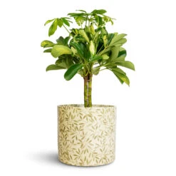 Lazzaro Plant Pot - Sage Foliage -Hortology Shop Schefflera Gold Capella Stemmed Dwarf Umbrella Tree 14x50cm Lazzaro Plant Pot Sage Foliage 18x16cm