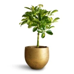 Schefflera Gold Capella - Stemmed Dwarf Umbrella Tree -Hortology Shop Schefflera Gold Capella Stemmed Dwarf Umbrella Tree 14x50cm Mini Orb Kevan Plant Pot Metallic Gold 18x15cm copy 2