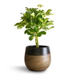 Schefflera Gold Capella - Stemmed Dwarf Umbrella Tree -Hortology Shop Schefflera Gold Capella Stemmed Dwarf Umbrella Tree 14x50cm Mya Plant Pot Deep Champagne 18x16cm 2