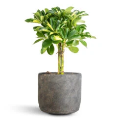 Schefflera Gold Capella - Stemmed Dwarf Umbrella Tree -Hortology Shop Schefflera Gold Capella Stemmed Dwarf Umbrella Tree 14x50cm Saar Plant Pot Earth Cement 18x17cm