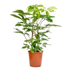 Schefflera Actinophylla - Australian Umbrella Tree 9 Schefflera Actinophylla - Australian Umbrella Tree -Hortology Shop Schefflera actinophylla Australian Umbrella Tree 24x100cm