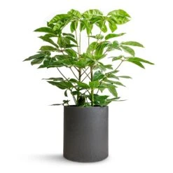 Max Refined Planter - Volcano Black -Hortology Shop Schefflera actinophylla Australian Umbrella Tree 24x100cm Max Refined Planter Volcano Black 29x29.5cm 613c9a7f 0efe 454f 8e06 30fdc07f1741