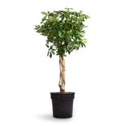 Schefflera Arboricola Compacta - Dwarf Umbrella Tree - Twisted Stem -Hortology Shop Schefflera arboricola Compacta Dwarf Umbrella Tree Twisted Stem 30x120cm