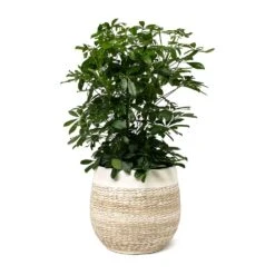 Schefflera Arboricola - Dwarf Umbrella Tree -Hortology Shop Schefflera arboricola Dwarf Umbrella Tree Merin Plant Pot Sand