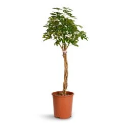 Schefflera Arboricola Gold Capella - Dwarf Umbrella Tree - Twisted Stem -Hortology Shop Schefflera arboricola Gold Capella Dwarf Umbrella Tree Twisted Stem 30x120cm