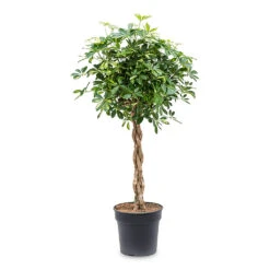 Schefflera Arboricola Gold Capella - Dwarf Umbrella Tree - Twisted Stem -Hortology Shop Schefflera arboricola Gold Capella Dwarf Umbrella Tree Twisted Stem 30x120cm e917e439 1ddd 495a ad2d e20574029d71