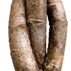 Schefflera Arboricola Gold Capella - Dwarf Umbrella Tree - Twisted Stem -Hortology Shop Schefflera arboricola Gold Capella Dwarf Umbrella Tree Twisted Stem DETAIL