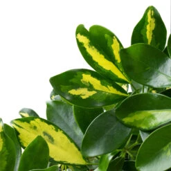 Schefflera Arboricola Gold Capella - Dwarf Umbrella Tree - Twisted Stem -Hortology Shop Schefflera arboricola Gold Capella Dwarf Umbrella Tree Twisted Stem DETAIL 3