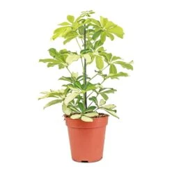 Schefflera Arboricola Melanie - Dwarf Umbrella Tree -Hortology Shop Schefflera arboricola Melanie Dwarf Umbrella Tree 13x45cm
