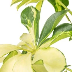 Schefflera Arboricola Melanie - Dwarf Umbrella Tree -Hortology Shop Schefflera arboricola Melanie Dwarf Umbrella Tree SWATCH